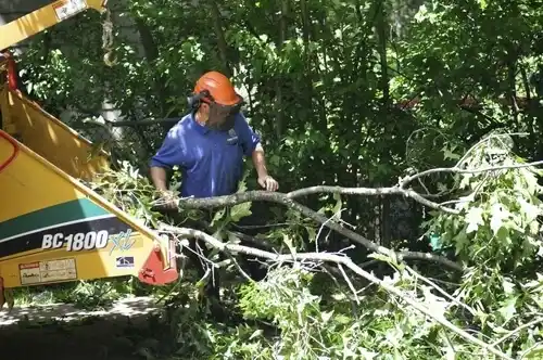 tree services Blaine